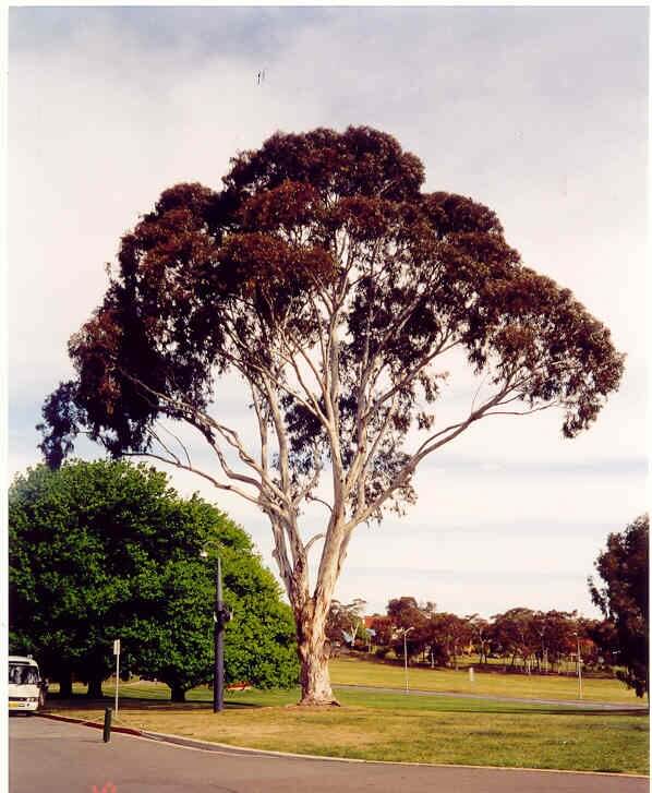 Drzewo eukaliptusowe (globulus)