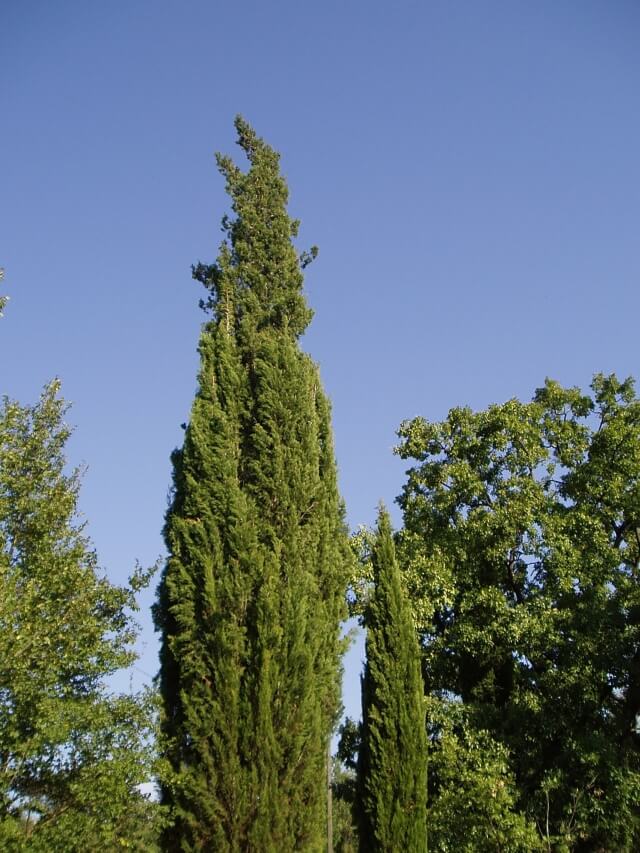 Krzew jałowca, Grasse
